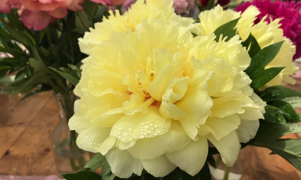 các loại hoa mẫu đơn