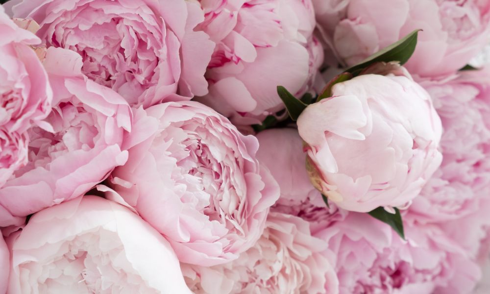 các loại hoa mẫu đơn