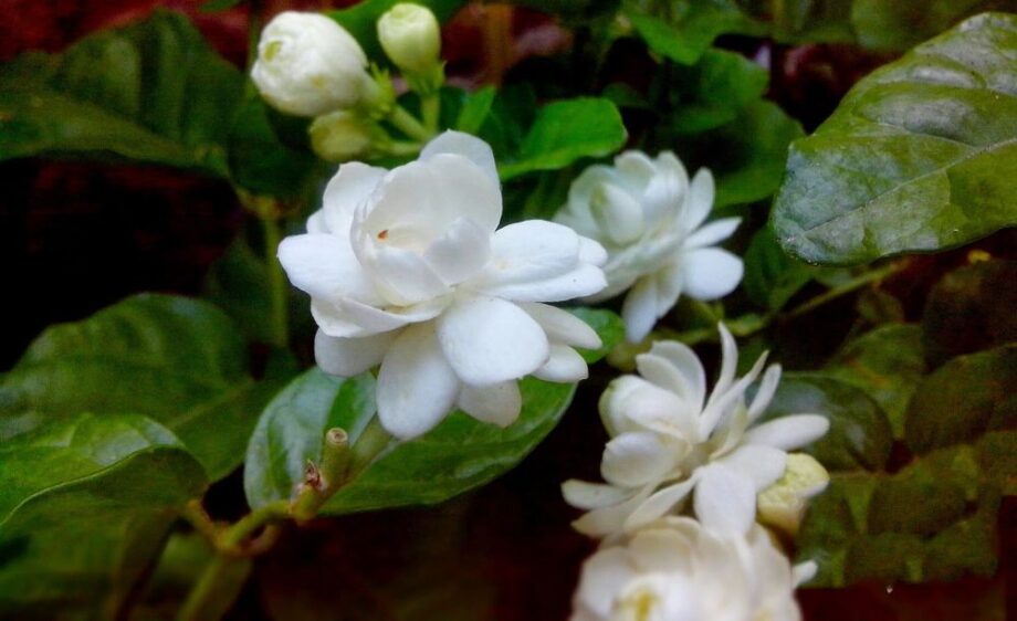 các loài hoa nở về đêm