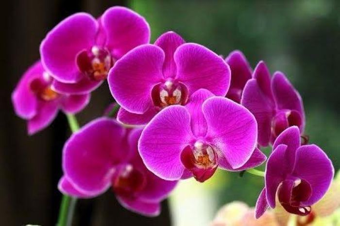 Top 30+ các loại hoa phong lan phổ biến được yêu thích nhất hiện nay