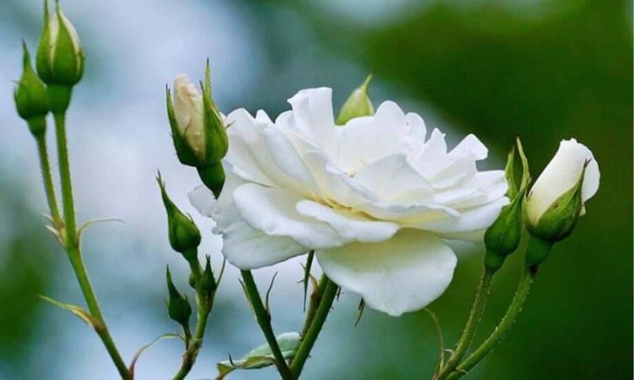 hoa hồng trắng tượng trưng cho điều gì