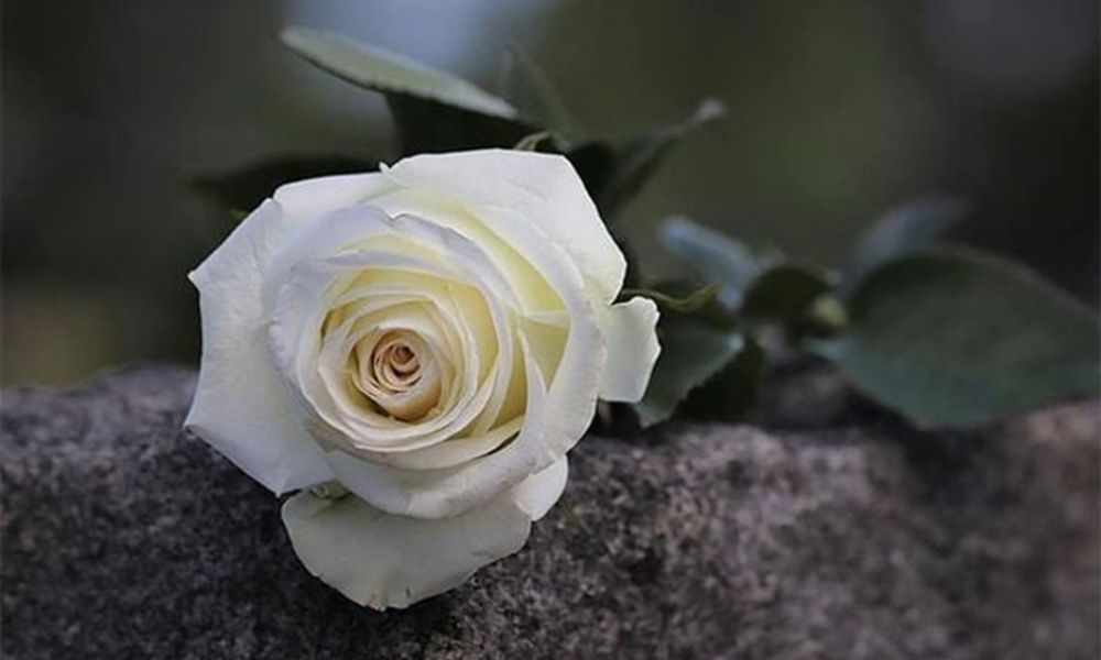 hoa hồng trắng tượng trưng cho điều gì