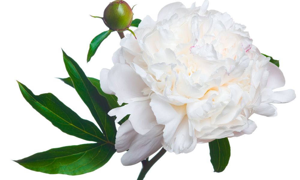 Hoa mẫu đơn trắng có ý nghĩa gì