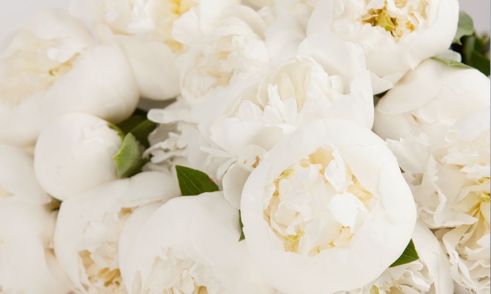 Hoa mẫu đơn trắng có ý nghĩa gì