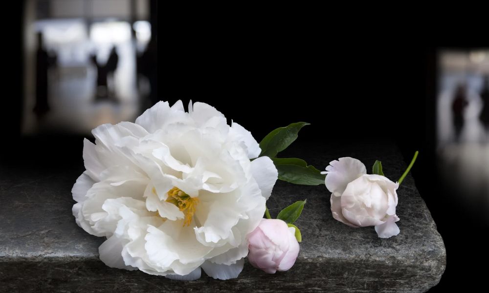 Hoa mẫu đơn trắng có ý nghĩa gì