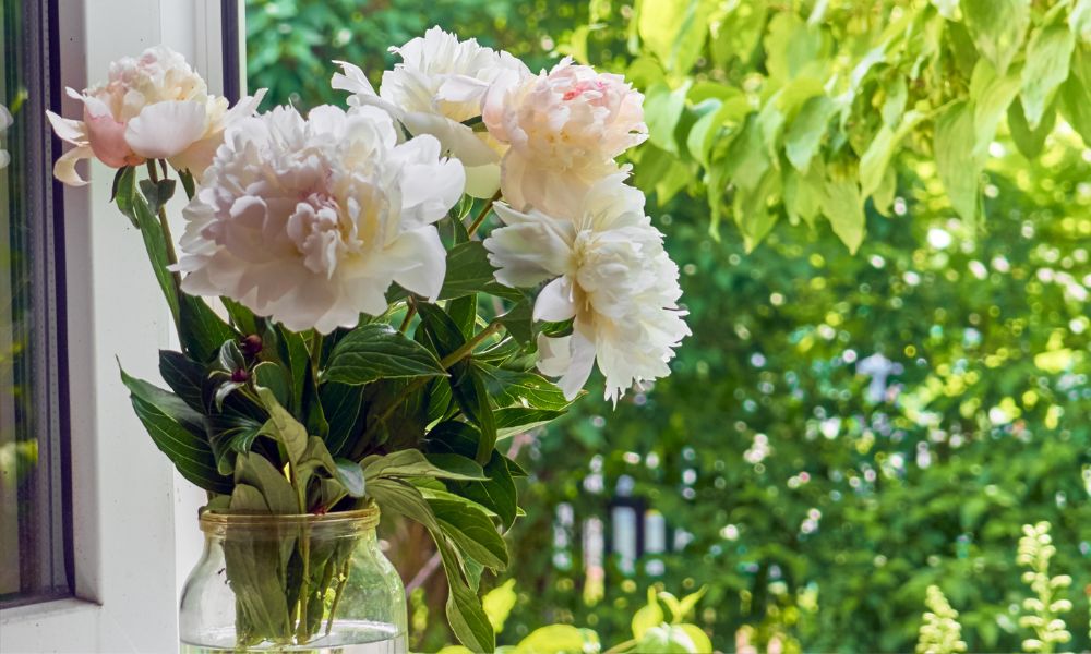 Hoa mẫu đơn trắng có ý nghĩa gì