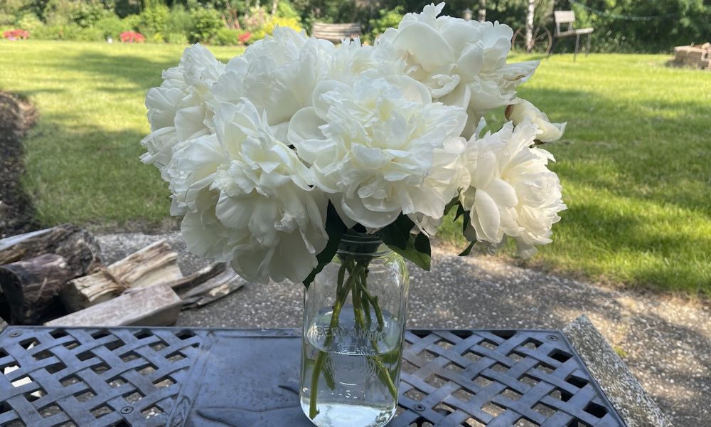 Hoa mẫu đơn trắng có ý nghĩa gì