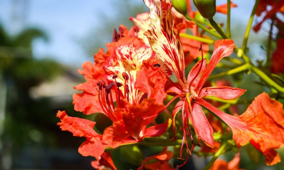 hoa phượng tượng trưng cho điều gì