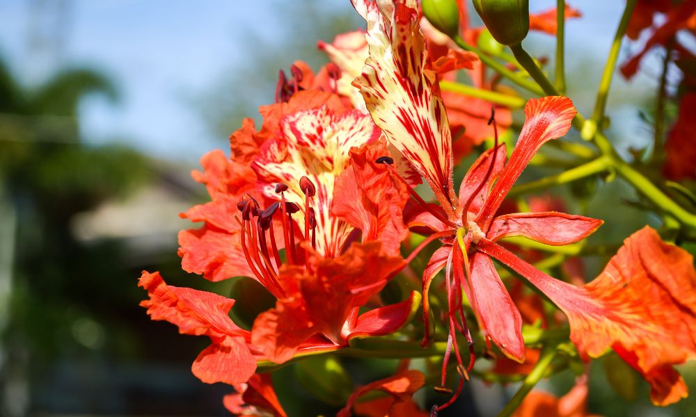 Hoa phượng tượng trưng cho điều gì? Ý nghĩa loài hoa tuổi học trò