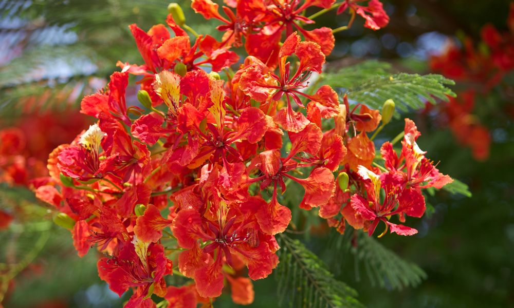 hoa phượng tượng trưng cho điều gì