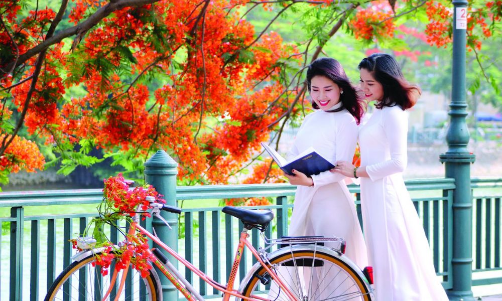 hoa phượng tượng trưng cho điều gì