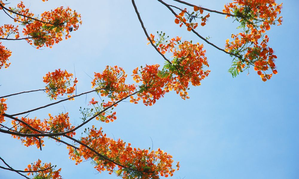 hoa phượng tượng trưng cho điều gì