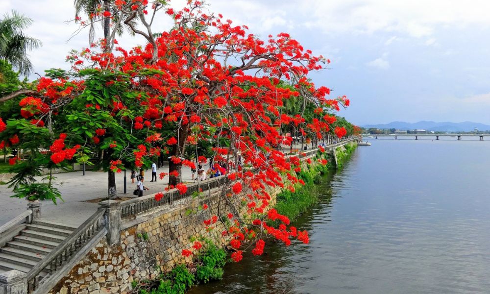 hoa phượng tượng trưng cho điều gì