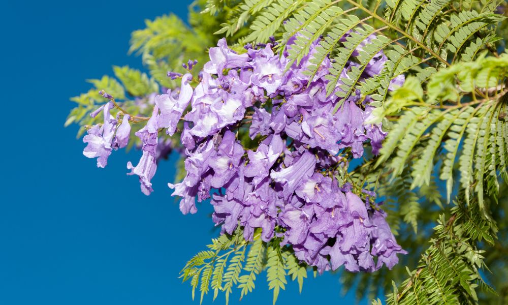 hoa phượng tượng trưng cho điều gì