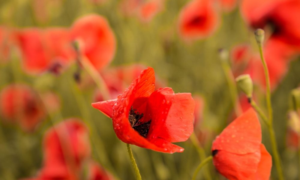 loài hoa biểu tượng của nước Pháp