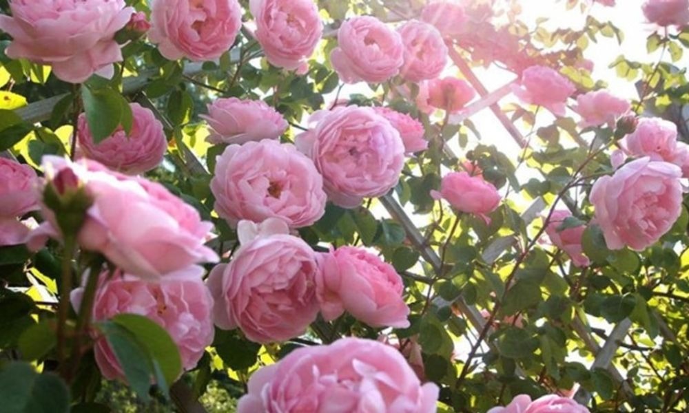 loài hoa biểu tượng của nước Pháp