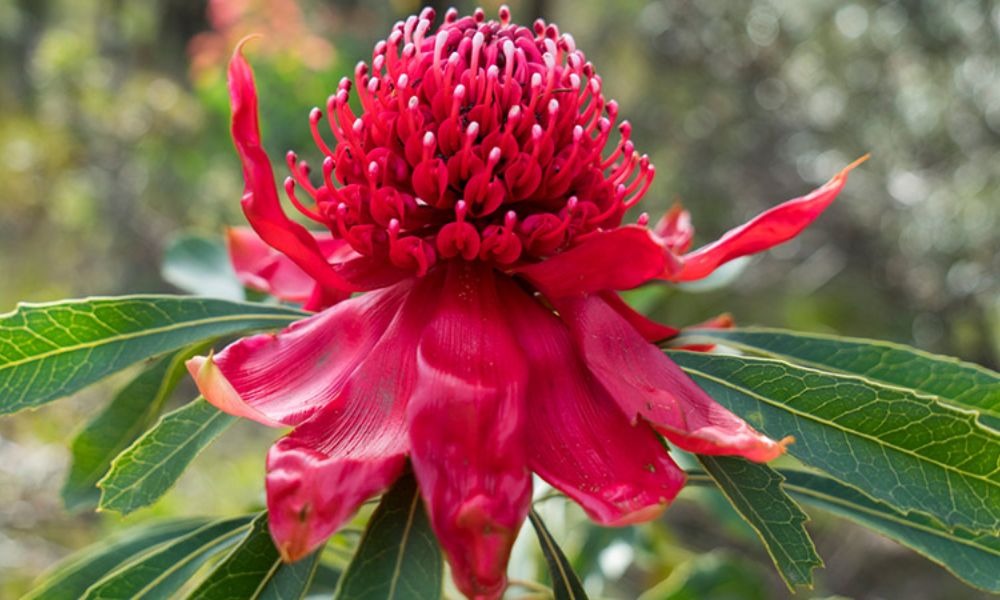 loài hoa biểu tượng cho nước úc​