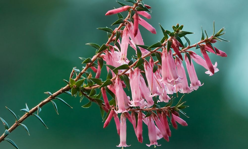 loài hoa biểu tượng cho nước úc​