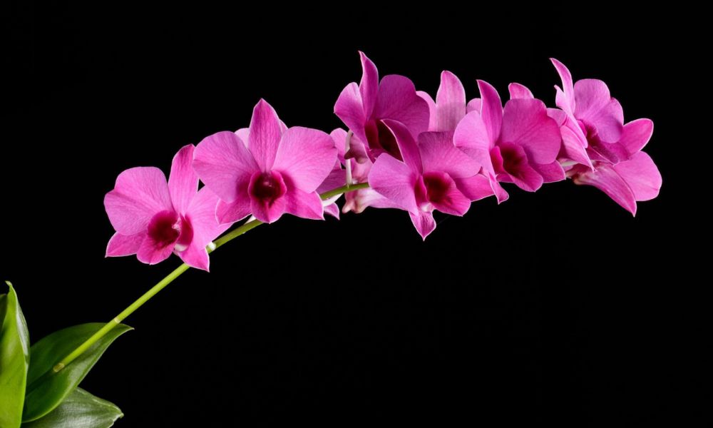 loài hoa biểu tượng cho nước úc​