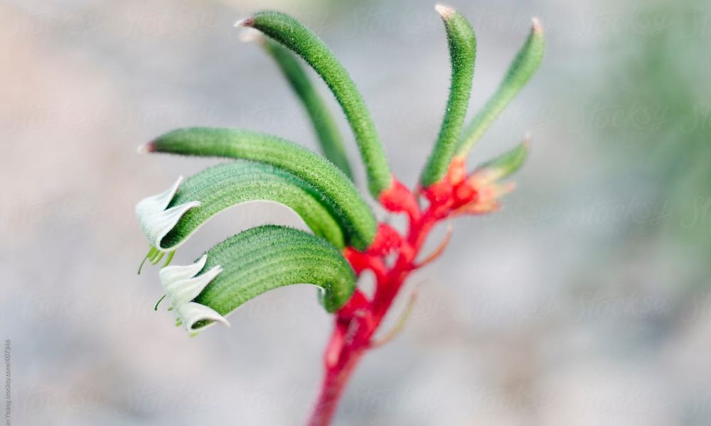 loài hoa biểu tượng cho nước úc​