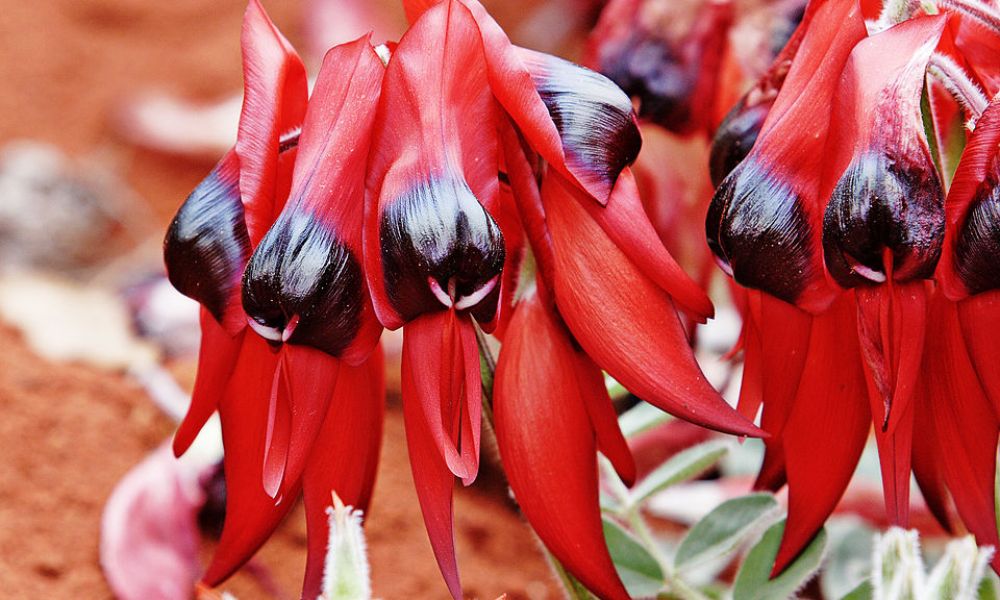 loài hoa biểu tượng cho nước úc​