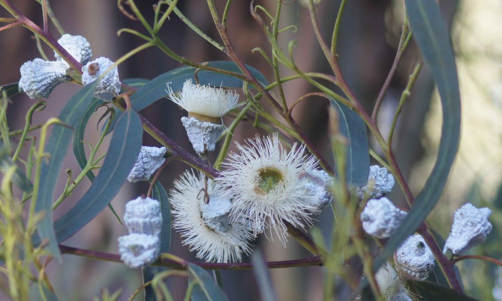 loài hoa biểu tượng cho nước úc​