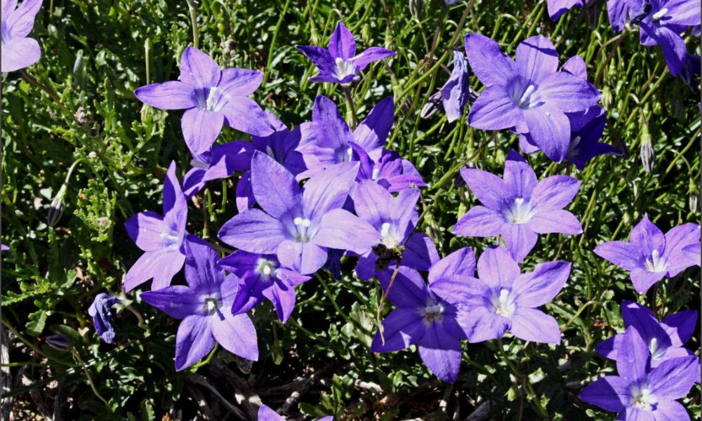 loài hoa biểu tượng cho nước úc​