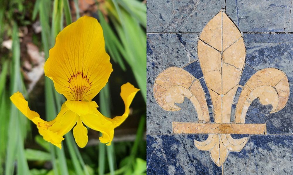 Khám phá loài hoa biểu tượng của nước Pháp không phải ai cũng biết