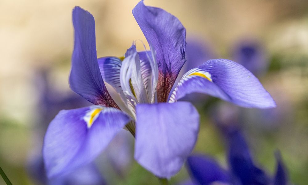 loài hoa biểu tượng của nước Pháp