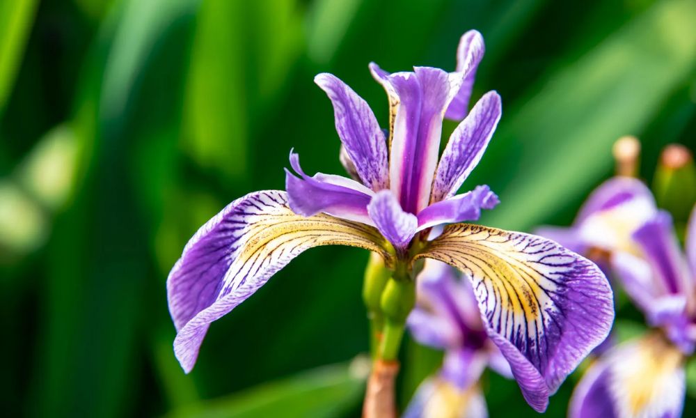 loài hoa biểu tượng của nước Pháp