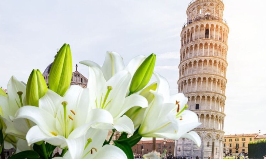 loài hoa biểu tượng của nước ý