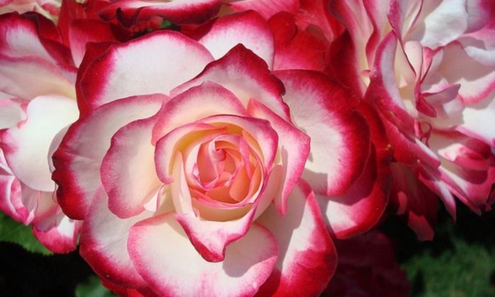 Những loài hoa đặc trưng nước Anh bạn nhất định phải biết