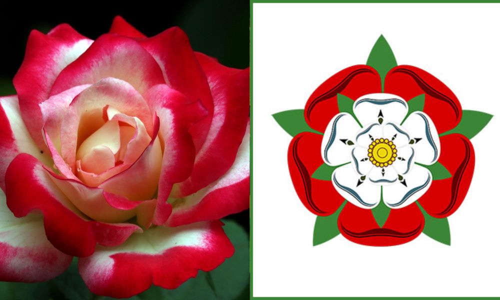 Loài hoa đặc trưng nước Anh