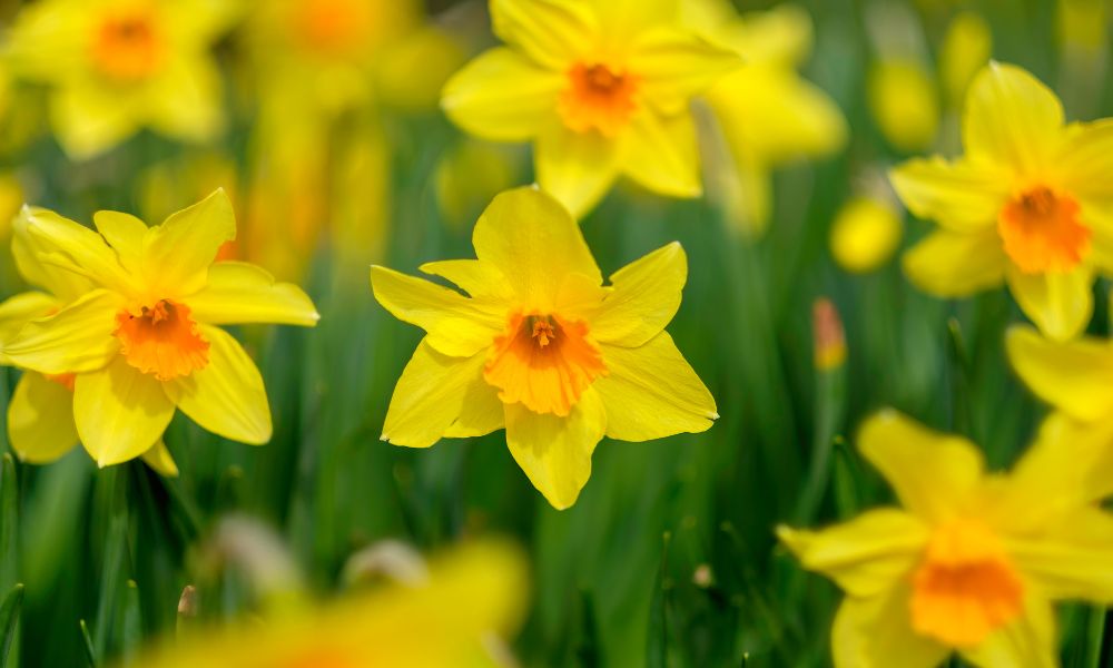 Loài hoa đặc trưng nước Anh