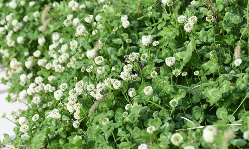 Loài hoa đặc trưng nước Anh