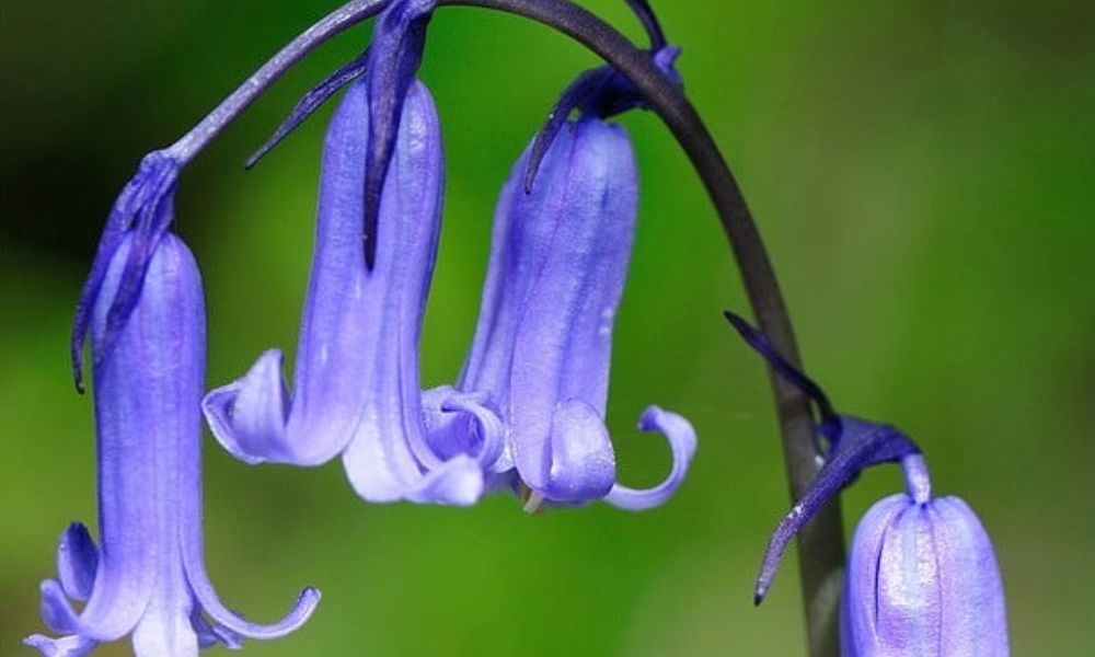 Loài hoa đặc trưng nước Anh