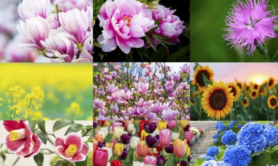 loài hoa đẹp nhất Nhật Bản