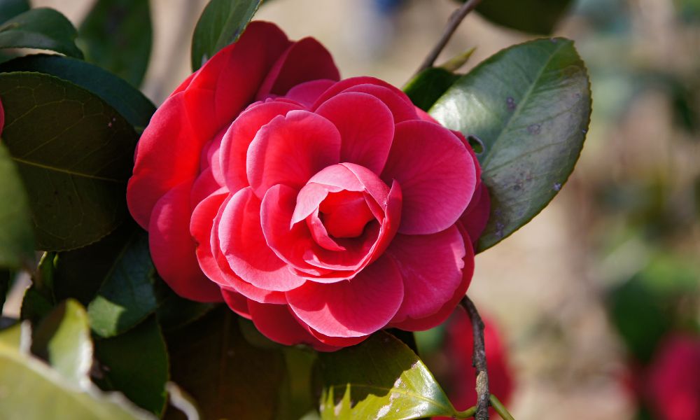 loài hoa đẹp nhất Nhật Bản