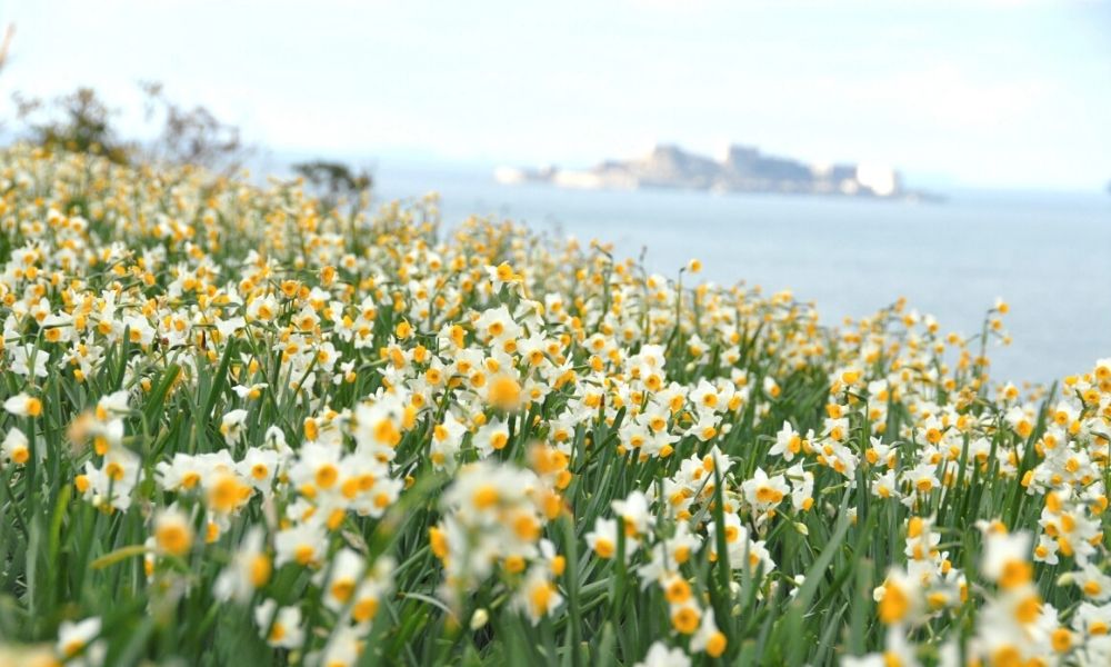 loài hoa đẹp nhất Nhật Bản