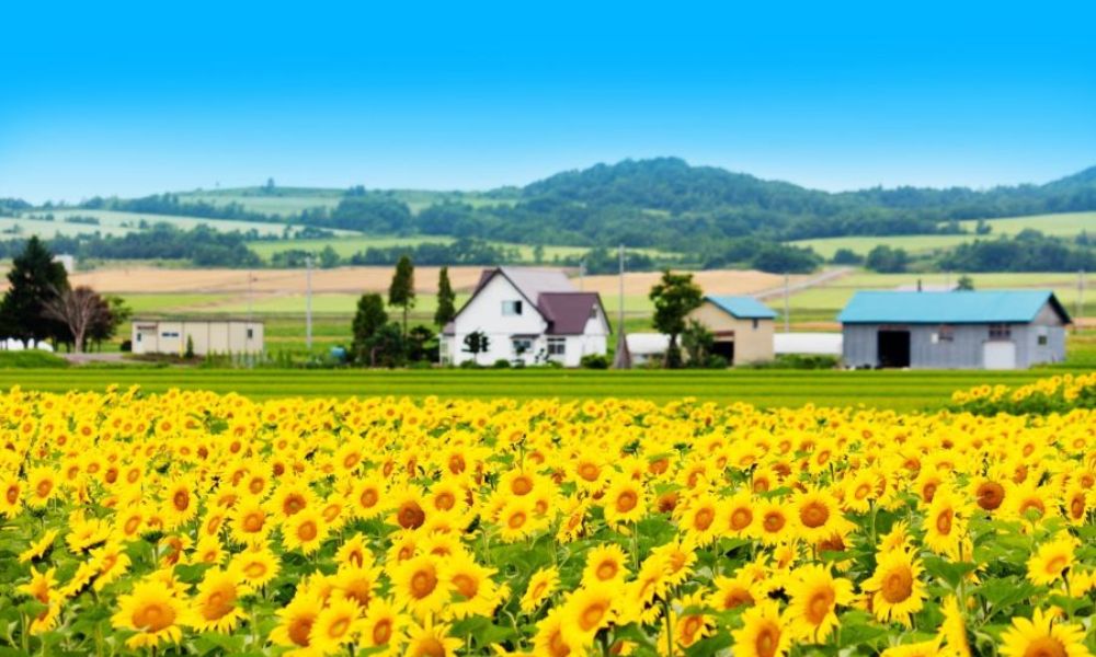 loài hoa đẹp nhất Nhật Bản