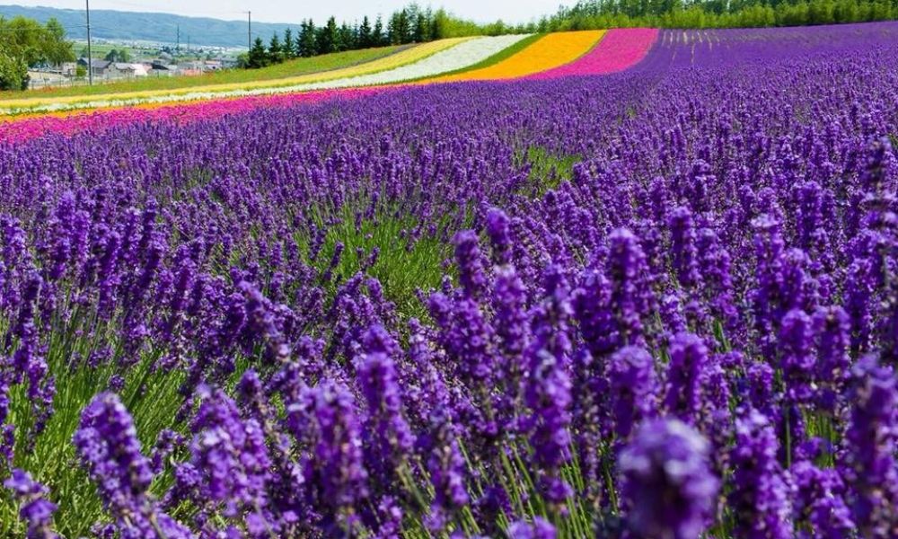 loài hoa đẹp nhất Nhật Bản