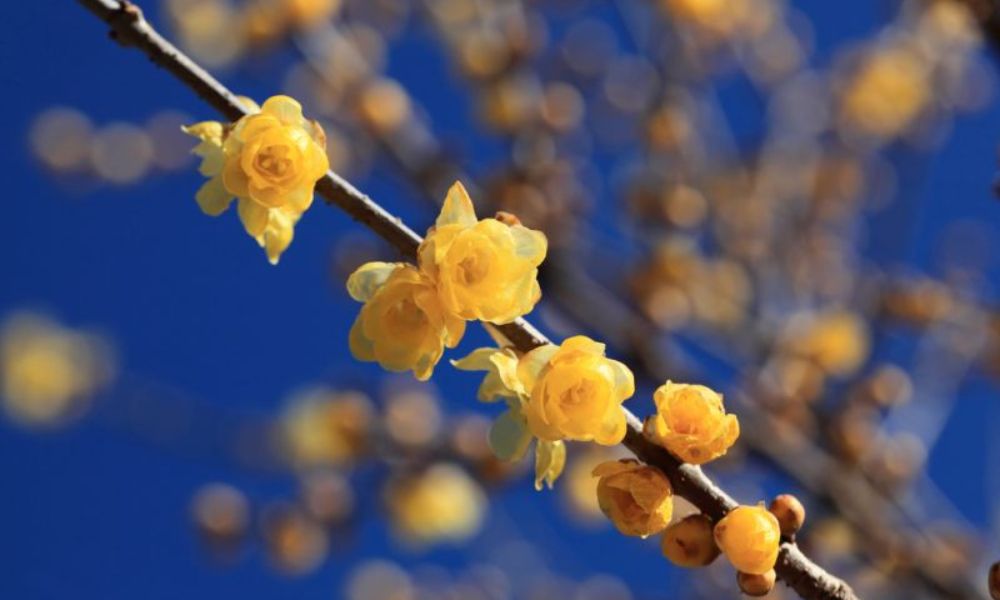 loài hoa đẹp nhất Nhật Bản