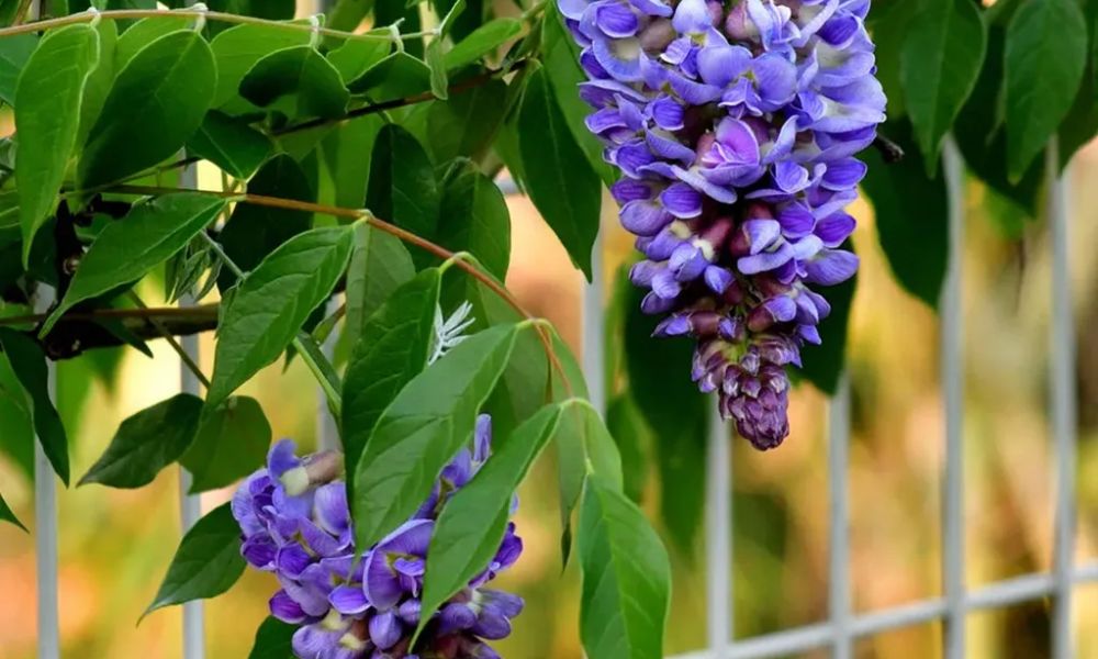 loài hoa mang ý nghĩa cô đơn