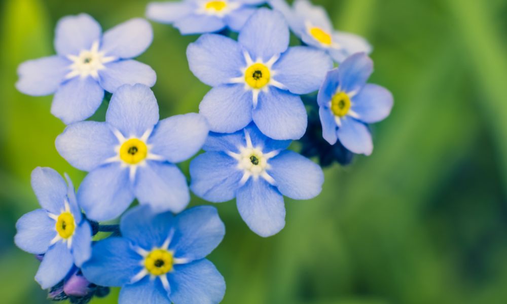 loài hoa mang ý nghĩa cô đơn