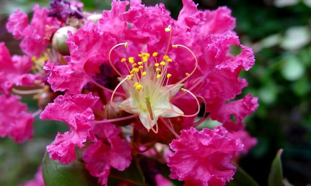 loài hoa mang ý nghĩa cô đơn