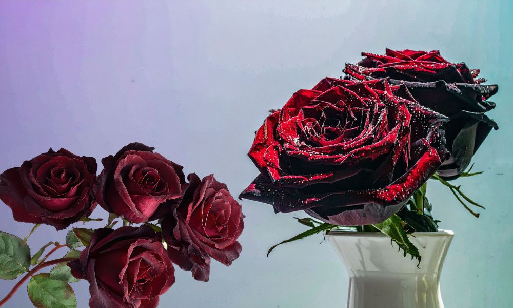 loài hoa mang ý nghĩa cô đơn