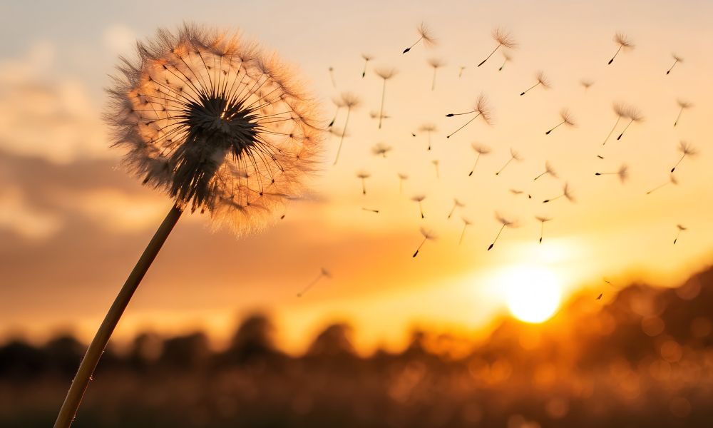 loài hoa mang ý nghĩa cô đơn