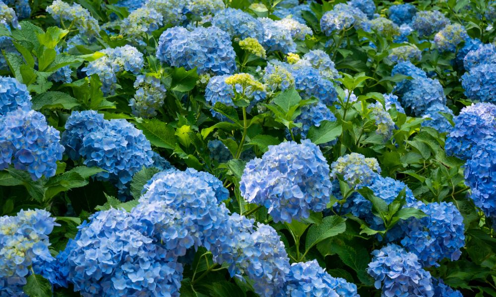 loài hoa mang ý nghĩa cô đơn