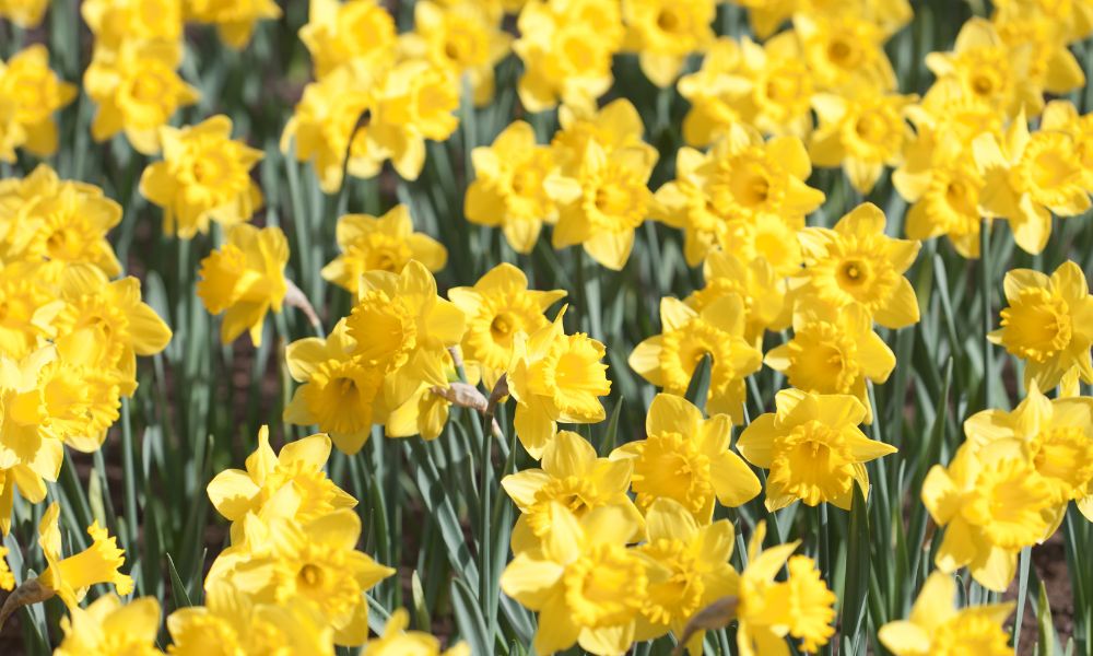 loài hoa mang ý nghĩa cô đơn