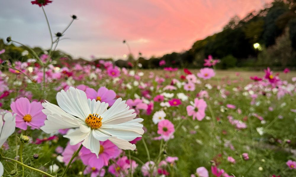 loài hoa mang ý nghĩa cô đơn